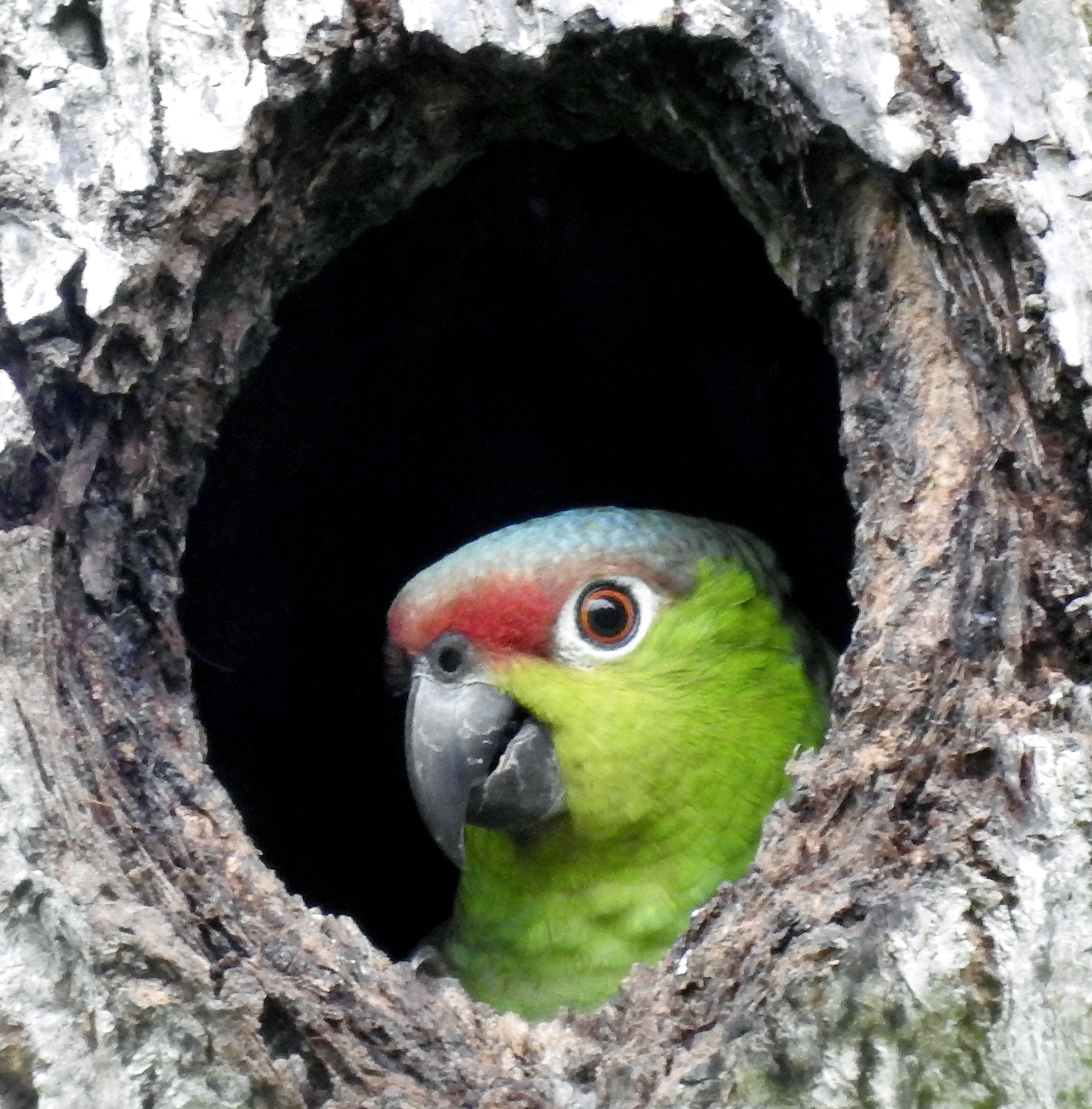 ¡Buenas noticias sobre la Amazona Lilacina!